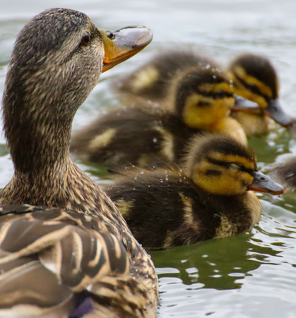 A female mallard duck with ducklings in a pondの写真素材