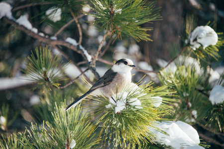 A cute little gray jay bird perched on a snowy spruce branchの写真素材