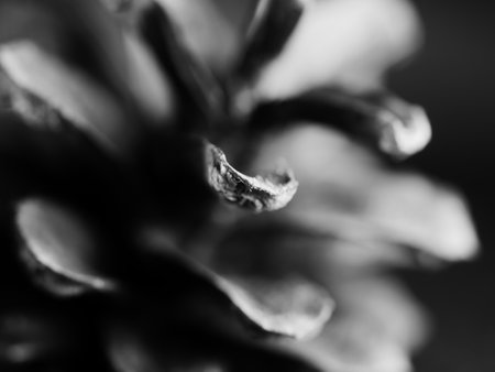 A grayscale macro shot of a cedar cone - for backgrounds and textureの写真素材