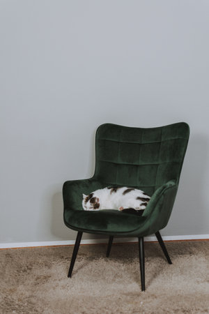 A vertical shot of a cat lying and relaxing on the chair indoorsの写真素材