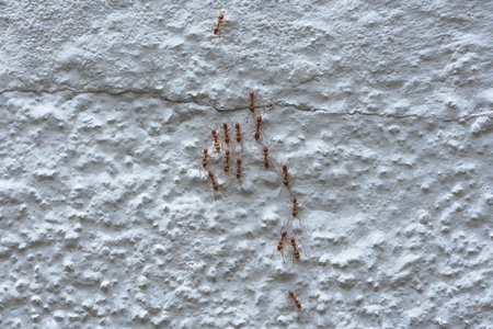 A closeup shot of ants colony walking on the whitewashed wall surfaceの写真素材