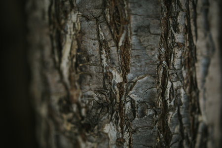 A closeup shot of an old tree trunkの写真素材