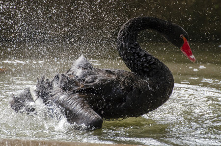 A black swan in a pond with water splashの写真素材