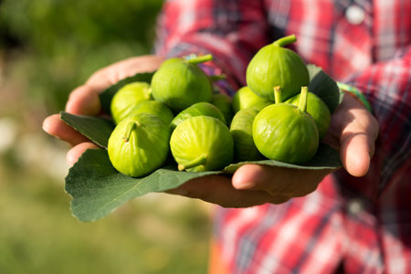 A man holding fresh picked ripe figs in his handsの写真素材
