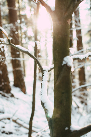 A vertical shot of the snow-covered tree with bright sunlight passing through the forestの写真素材