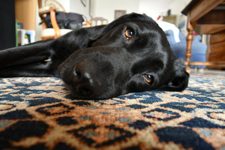 Labrador retriever dog head black lying quietly on a persant carpetの写真素材