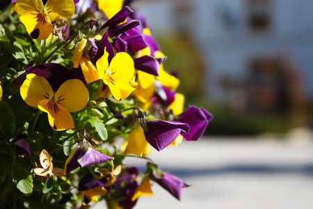Beautiful yellow wild pansies grown in the garden on a blurred backgroundの写真素材