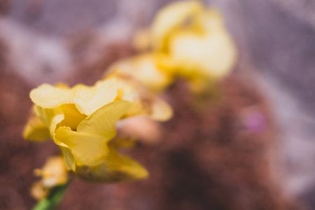 A shallow focus of yellow flower petals on blurred backgroundの写真素材