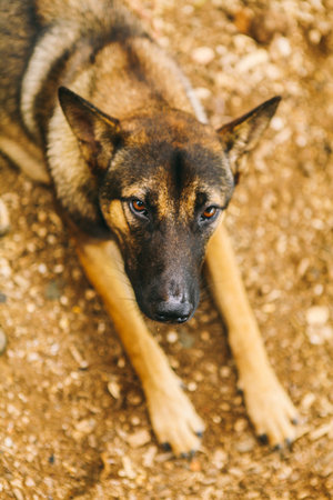 A selective focus shot of a German Shepherd on a sandの写真素材