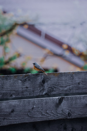 A vertical shot of a redstart bird perched on a wooden railingの写真素材