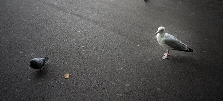 Two pigeons looking for food on a streetの写真素材