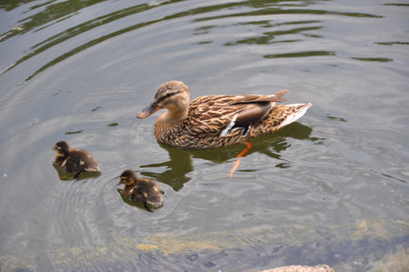 Female duck with two cute little ducklings swimming on waterの写真素材
