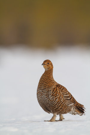 A gorgeous female Black Grouse (Tetrao tetrix) early in the morningの写真素材