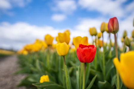A low angle shot of red and yellow tulips under cloudy skyの写真素材