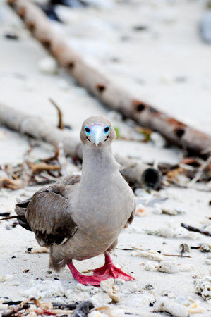 a galapagos island endangered red footed boobiesの写真素材