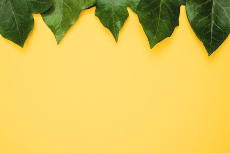 A top view of green leaves isolated on a yellow background with space for textの写真素材