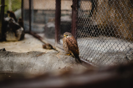 A selective focus shot of a common kestrel perched on a stoneの写真素材