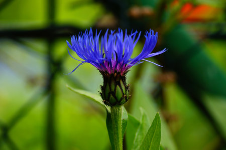 A close-up of the flower of a garden form of the cornflower. Details are easy to see. Beautiful...