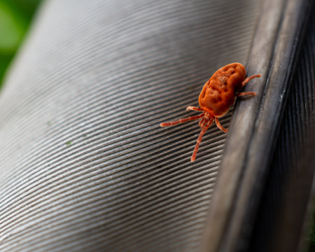 A closeup of a Clover mite insect on a black surface
