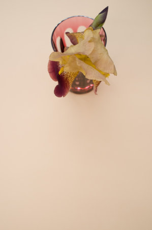 A vertical shot of glass with iris flower isolated on cream surface for a copy space