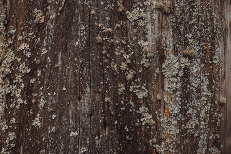 A closeup of mossy, weathered tree bark texture backgroundの写真素材