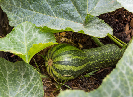 A closeup shot of a green pumpkin growingの写真素材
