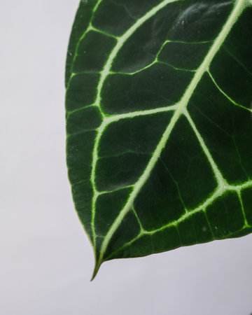 A closeup shot of an Exotic Anthurium Clarinervium plant isolated on a white backgroundの写真素材