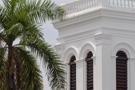 A green palm tree on white building backgroundの写真素材