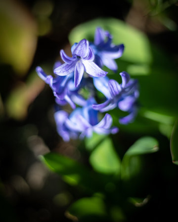 A selective focus shot of Hyacinth flower in bloom in the gardenの写真素材