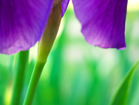 A selective focus shot of iris petals
