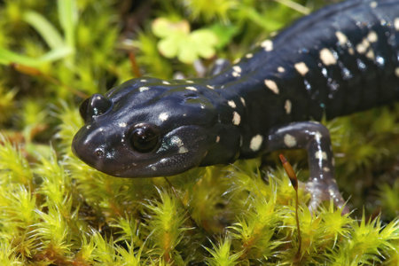 A closeup shot of a black salamander on the green moss, Aneides Flavipunctatus in North Californiaの写真素材