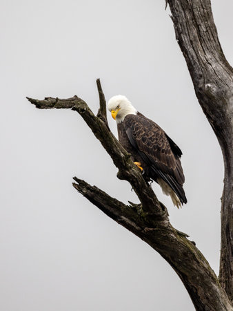 A vertical shot of an eagle perched on a tree under a cloudy sky