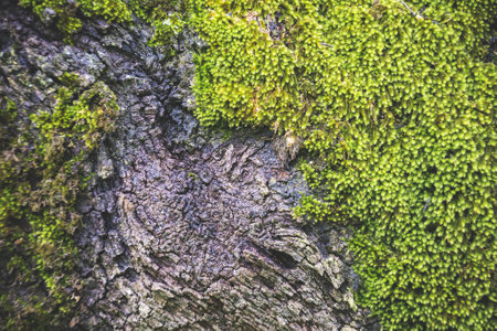 A rough tree bark texture with green moss, horizontal backgroundの写真素材
