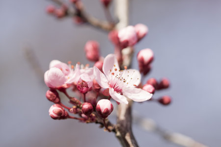 A selective focus shot of pink plum blossoms in the springtimeの写真素材