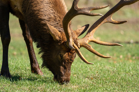 A closeup of an elk in a field under the sunlight with a blurry backgroundの写真素材