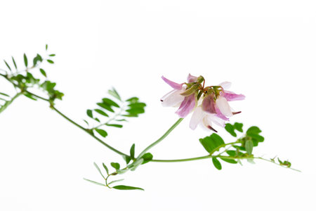 The motley vetch against the white background (Securigera varia)の写真素材