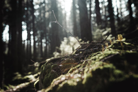 A closeup shot of a forest on a slope land with grass and sunshines seen through branches