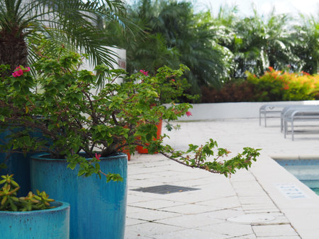 A closeup of bougainvillea flowers growing in the poolside plantersの写真素材