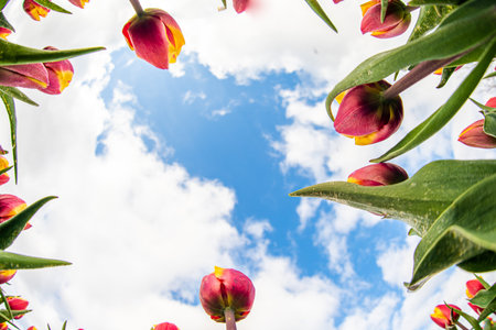 A low angle shot of red and yellow tulips under cloudy skyの写真素材