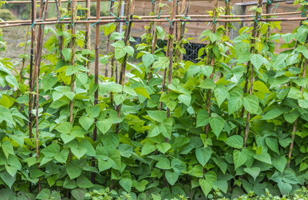 A close up shot of a pod with green plants