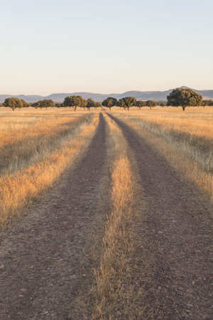 A vertical shot of a field in the Cabaneros National Park in Spainの写真素材