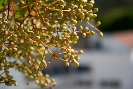 A selective focus shot of the branch of pepper plant growing in the gardenの写真素材