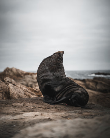 A closeup shot of an Australian fur seal resting on the stoneの写真素材