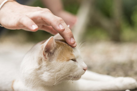 A female hand petting a white cat's headの写真素材