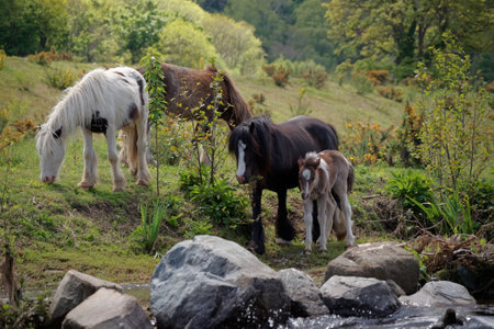 Herd of a Irish cob horses grazing in a pasture on a river bank in County Wicklow, Ireland.の写真素材