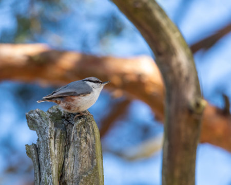 A closeup of common nuthatch perched on a wooden log against a bokeh backgroundの写真素材
