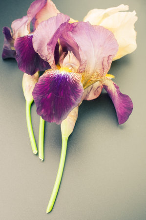 A vertical shot of drying irises on a gray table under the lightsの写真素材