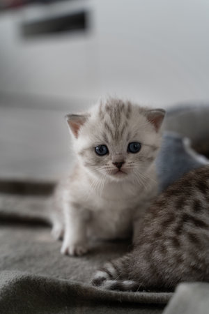 little kitten baby looks straight into the camera. The cat has white gray fur and blue eyes. The background is blurryの写真素材
