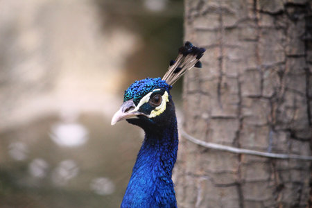 A selective focus shot of a peacock, outdoors during daylightの写真素材