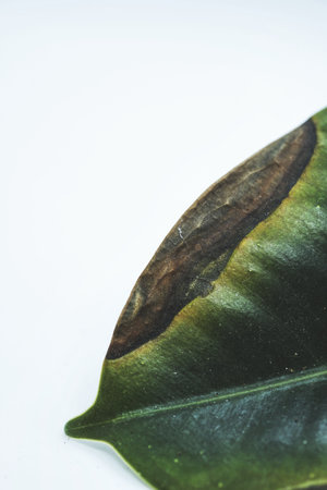 A closeup vertical shot of a sick drying ficus houseplant leaf isolated on a white background